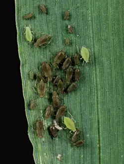 Infested: Grain Aphids
