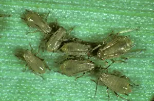 Aphididae: Grain aphids on wheat leaf