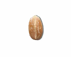Vulgare: Grain of Barley