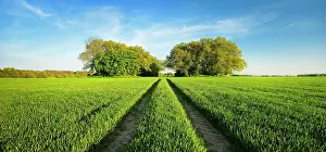 Bronze: Grain field with Bronze Age burial mounds in spring