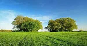 Bronze: Grain field with Bronze Age burial mounds in spring