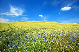 Cornflowers: Grain field with Cornflowers (Centaurea cyanus)