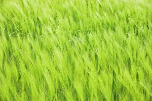 Vulgare: Grain field, green unripe barley (Hordeum vulgare)