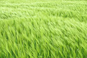 Vulgare: Grain field, green unripe barley (Hordeum vulgare)