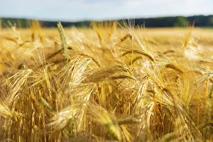 Upper: Grain field near Obercunnersdorf in Lusatia