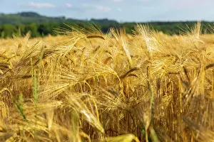 Upper: Grain field near Obercunnersdorf in Lusatia