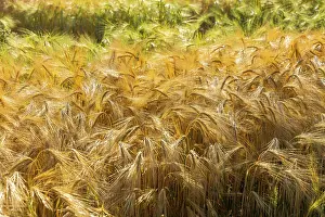 Upper: Grain field near Obercunnersdorf in Lusatia