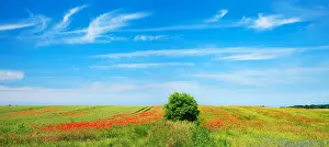 Poppies: Grain field with poppies, ecological agriculture