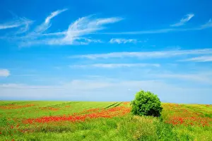 Poppies: Grain field with poppies, ecological agriculture