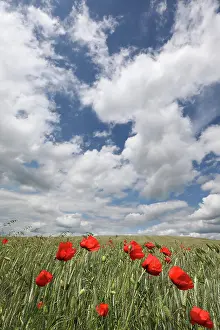 Ranunculid: Grain field with poppy blossoms near Trappstadt