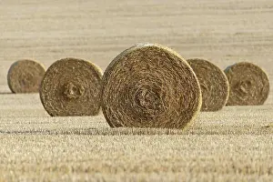Grain: Grain field, stubble field with round straw bales