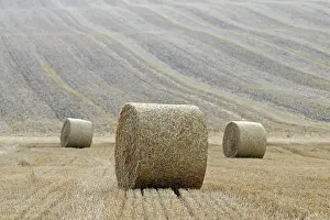 Grain: Grain field, stubble field with round straw bales