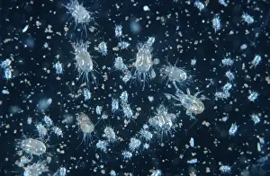 Storage: Grain mite