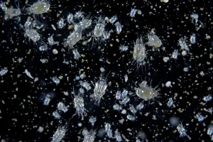 Mites: Grain mites
