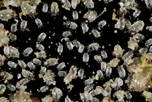 Storage: Grain mites