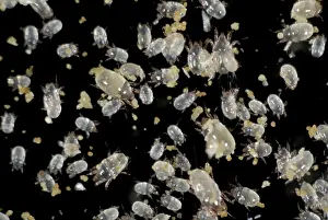 Storage: Grain mites