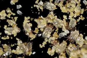 Storage: Grain mites