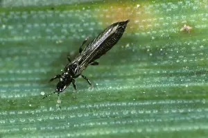 Thripidae: Grain thrips