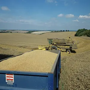 Trailer: Full grain trailer at harvest