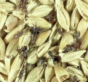 Weevils: Grain weevils