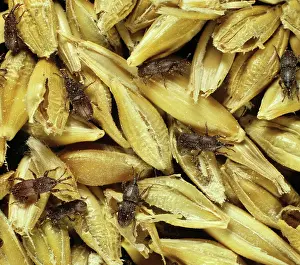 Weevils: Grain Weevils on Barley
