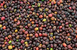 Harvesting: Grains of ripe coffee close-up. Coffee plantatio