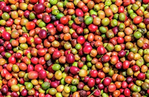 Harvesting: Grains of ripe coffee close-up. Coffee plantatio