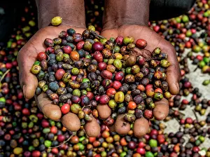 Harvesting: Grains of ripe coffee in the handbreadths of a p