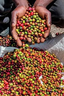 Harvesting: Grains of ripe coffee in the handbreadths of a p