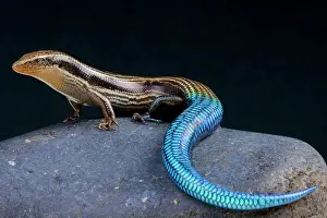 Skink: Gran Canaria blue-tailed skink (Chalcides sexlineatus)