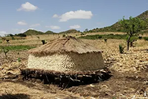 Granary: Granary - Maize / corn / sweet corn being stored