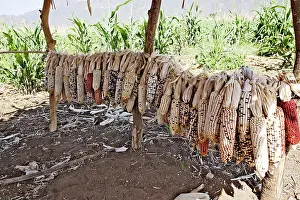 Granary: Granary - Maize / Corn / Sweetcorn - being stored