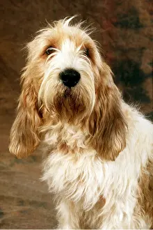 Griffon: Grand Basset Griffon Vendeen DOG