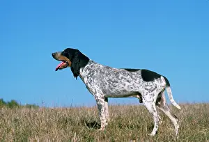 Bleu: Grand Bleu de Gascogne / Blue Gascony Hound Dog