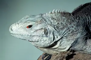 Lewisii: Grand Cayman Island Ground / Blue Iguana