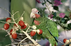 Cayman: Grand Cayman Parrot