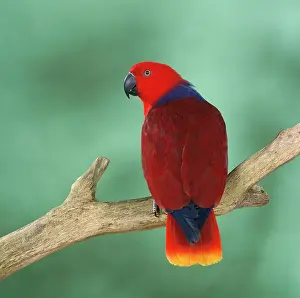 Eclectus: Grand Eclectus Parrot - perched on branch