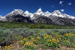 Tetons: Grand Teton Mountain Range - and Arrowleaf Balsamroot