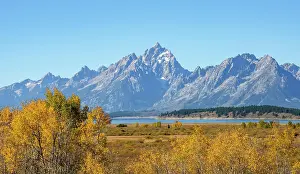 Salicaceae: Grand Teton mountain top, Autumn landscape, yellow