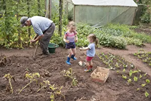Potatoes: Grandfather harvesting potatoes with his little