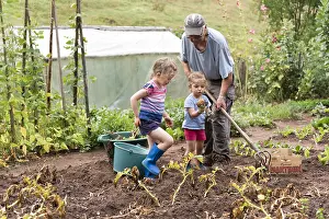 Harvesting: Grandfather harvesting potatoes with his little