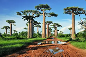 Boabs: Grandidier's Baobab