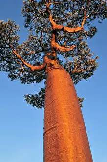 Boabs: Grandidier's Baobab