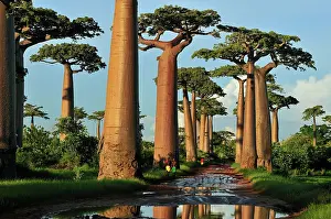 Boabs: Grandidier's Baobab