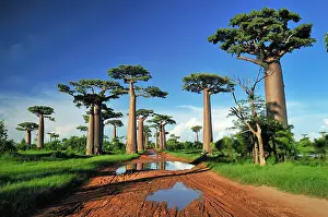 Boabs: Grandidier's Baobab