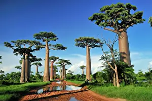 Boabs: Grandidier's Baobab