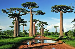 Boabs: Grandidier's Baobab