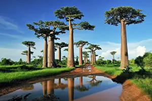 Boabs: Grandidier's Baobab