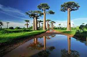 Boabs: Grandidier's Baobab