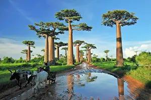 Boabs: Grandidier's Baobab